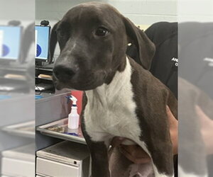 Labrador Retriever-Unknown Mix Dogs for adoption in Corpus Christi, TX, USA