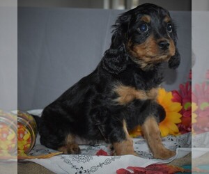 Cavapoo Puppy for sale in SUNBURY, PA, USA