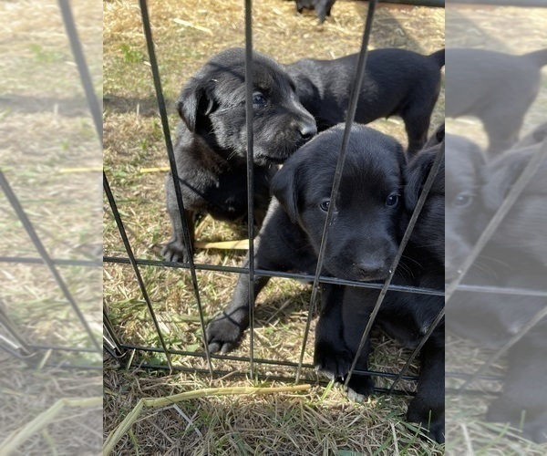 Medium Photo #13 Labrador Retriever Puppy For Sale in GOODHUE, MN, USA