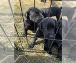 Small #12 Labrador Retriever
