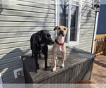 Small #10 Black Mouth Cur-Labrador Retriever Mix