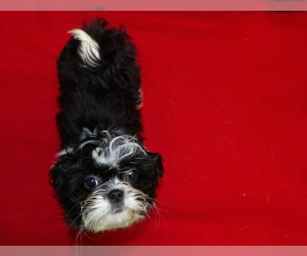 Medium Photo #24 Shih Tzu Puppy For Sale in PATERSON, NJ, USA