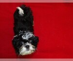 Small Photo #24 Shih Tzu Puppy For Sale in PATERSON, NJ, USA