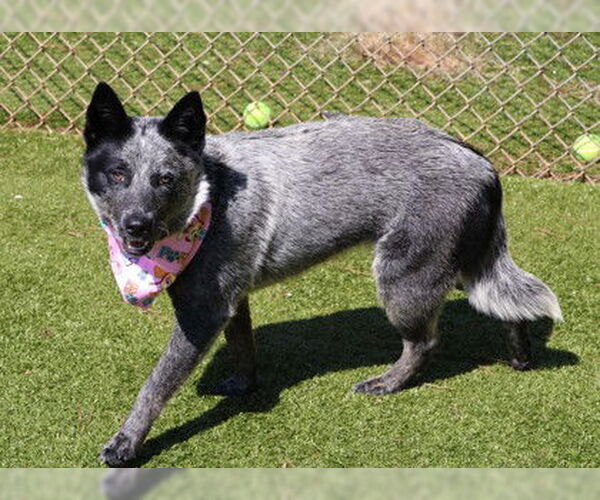 Medium Photo #2 Mutt Puppy For Sale in Rockaway, NJ, USA