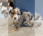 Puppy 1 Aussiedoodle-Miniature Australian Shepherd Mix