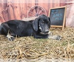 Small #2 Catahoula Leopard Dog
