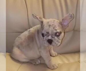 French Bulldog Puppy for sale in CLIFFSIDE PARK, NJ, USA