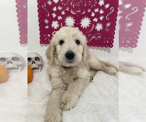 Double Doodle Puppy for sale in NORTH HIGHLANDS, CA, USA