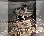 Small Photo #14 Great Dane Puppy For Sale in ANAHEIM, CA, USA