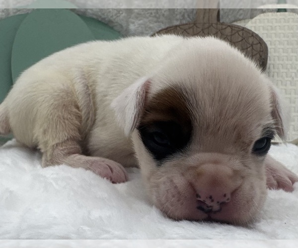 Medium Photo #2 Boxer Puppy For Sale in PAWNEE CITY, NE, USA