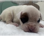 Small #1 Boxer