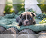Small Photo #3 French Bulldog Puppy For Sale in GOSHEN, IN, USA