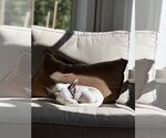 Small Photo #5 Chihuahua Puppy For Sale in St. Louis Park, MN, USA