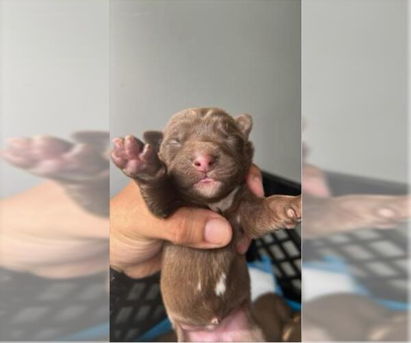 Medium Photo #1 Shepradors Puppy For Sale in Houston, TX, USA