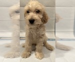 Small Goldendoodle