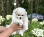 Puppy Teddy Pomeranian