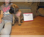 Small Photo #17 Mastiff Puppy For Sale in FARMERVILLE, LA, USA