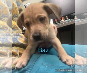 Labrador Retriever-Unknown Mix Dogs for adoption in SHERBURNE, NY, USA