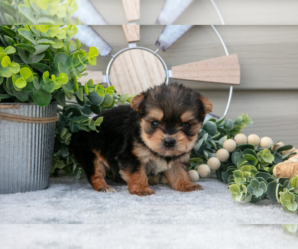 Medium Photo #3 Yorkshire Terrier Puppy For Sale in BRYANT, IN, USA