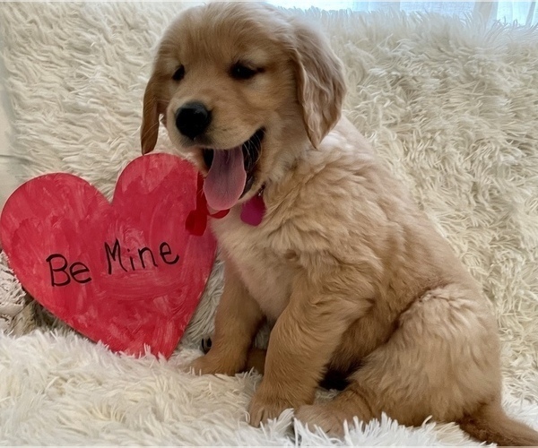 Medium Photo #14 Golden Retriever Puppy For Sale in CALDWELL, ID, USA