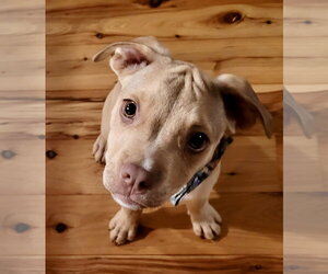 Muppet Lonestar - Male Mutt Dog for Adoption - Photo #2