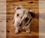 Small #1 Mutt