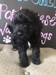 Small Photo #2 Portuguese Water Dog Puppy For Sale in CALHOUN, GA, USA