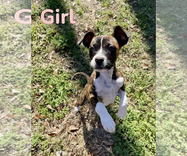 Medium Photo #2 Boxer Puppy For Sale in Dumont, NJ, USA