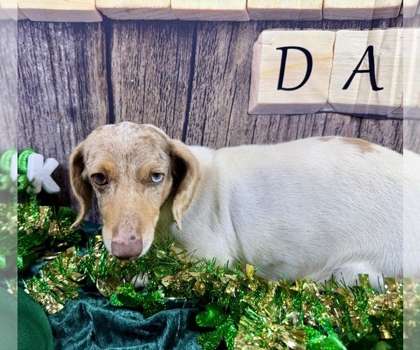 Medium Photo #7 Dachshund Puppy For Sale in CASSVILLE, MO, USA