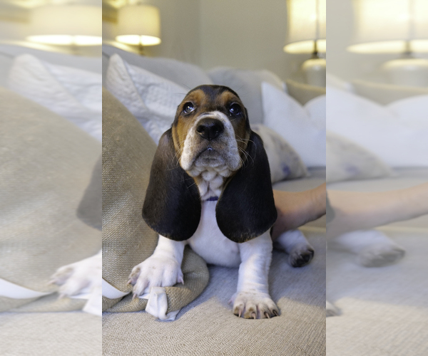 Medium Photo #4 Basset Hound Puppy For Sale in CUMMING, GA, USA