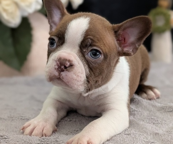 Medium Photo #8 Boston Terrier Puppy For Sale in GOSHEN, IN, USA