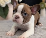 Small #6 Boston Terrier