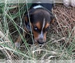 Small #14 Beagle
