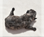 Small #7 Pug