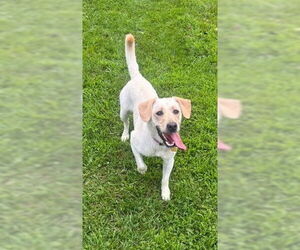 Labrador Retriever-Unknown Mix Dogs for adoption in Minneapolis, MN, USA