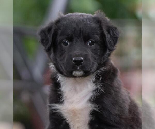 Medium Photo #1 Labrador Retriever-Unknown Mix Puppy For Sale in San Diego, CA, USA