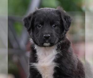 Labrador Retriever-Unknown Mix Dogs for adoption in San Diego, CA, USA