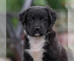 Small Labrador Retriever Mix