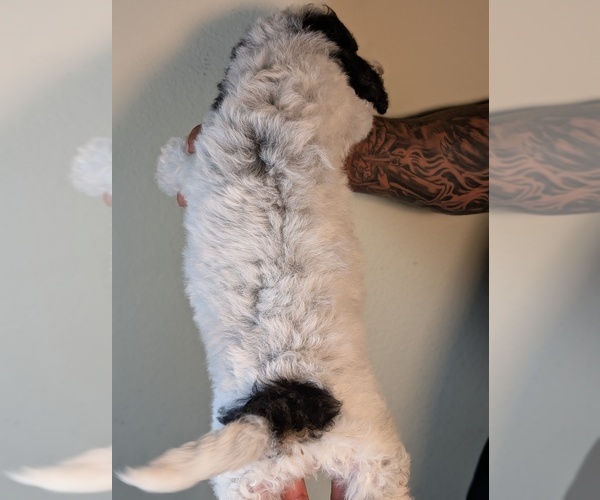 Medium Photo #4 Bernedoodle-Cavapoo (Miniature) Mix Puppy For Sale in SACRAMENTO, CA, USA