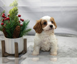 Puppy Lance Cavapoo