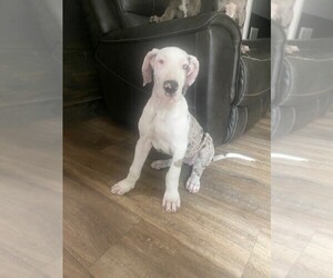 Great Dane Puppy for sale in CALHOUN, GA, USA