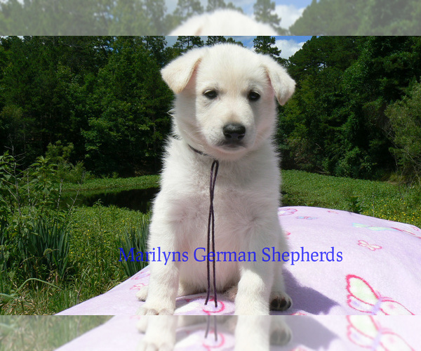 Medium Photo #3 German Shepherd Dog Puppy For Sale in PIEDMONT, MO, USA