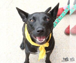 Mutt Dogs for adoption in Washington, DC, USA