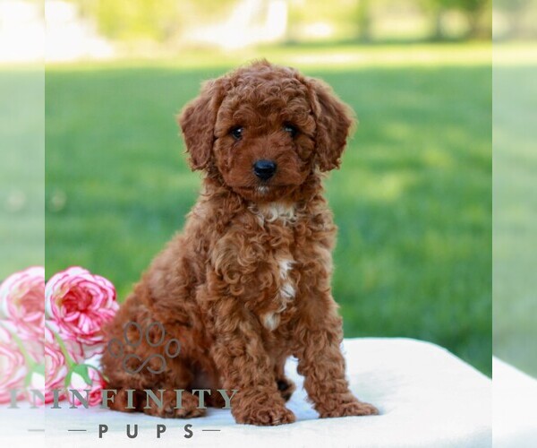 Medium Photo #3 Cavapoo (Miniature) Puppy For Sale in LITITZ, PA, USA