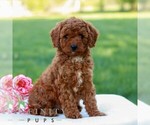 Small #2 Cavapoo (Miniature)