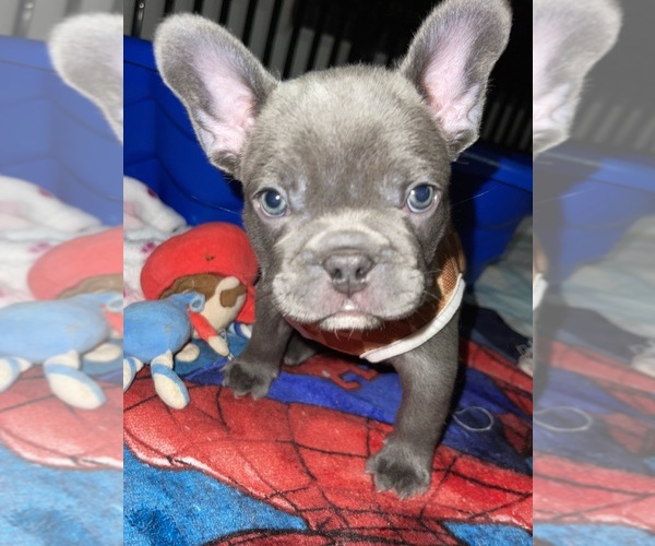 Medium Photo #8 French Bulldog Puppy For Sale in SAN BERNARDINO, CA, USA