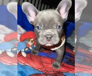 Medium French Bulldog