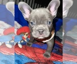 Puppy Fat Boy French Bulldog
