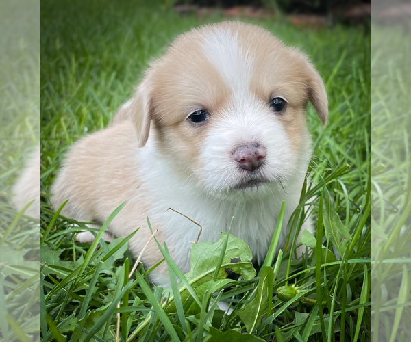 Medium Photo #1 Shorgi Puppy For Sale in FAIRBANK, IA, USA