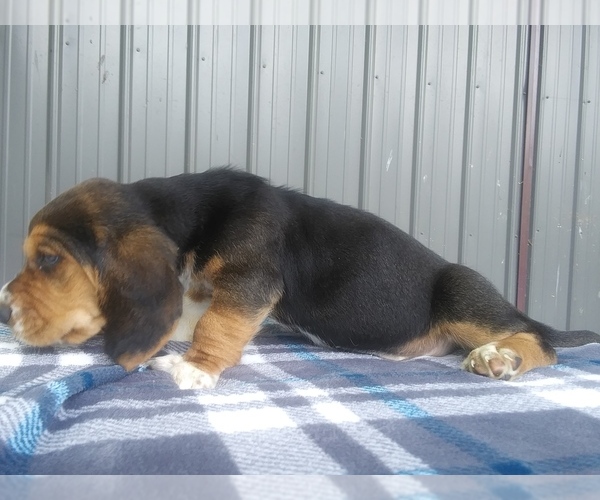 Medium Photo #22 Basset Hound Puppy For Sale in PETERSBURG, IN, USA